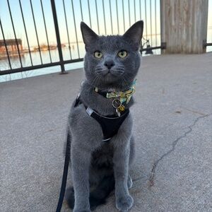 Meet your Posher, Ally